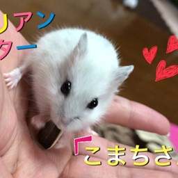 マサコートの宣伝カーが完成しました マサコートの宣伝カーが完成しました