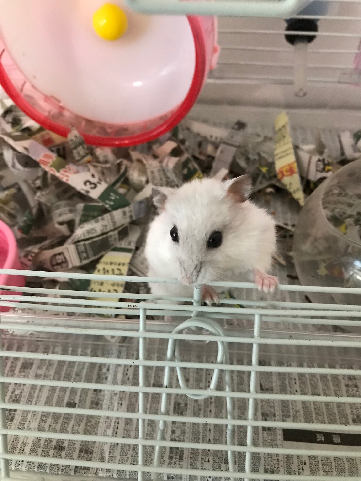 こまちもお気に入り