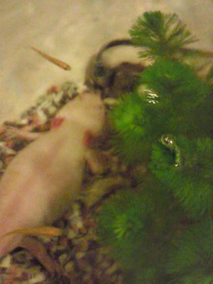 うーぱーるーぱー