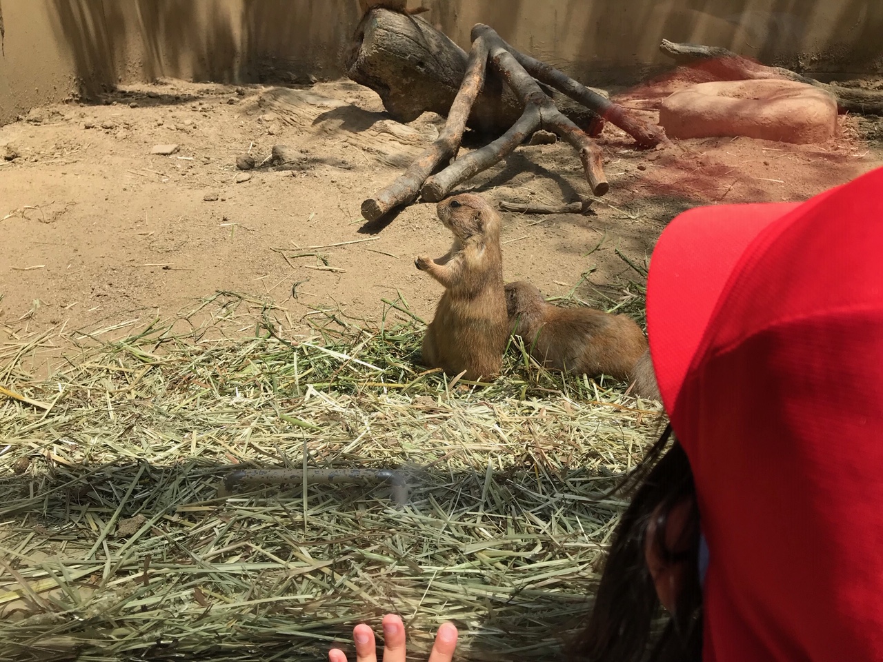 恒例の到津の森動物園