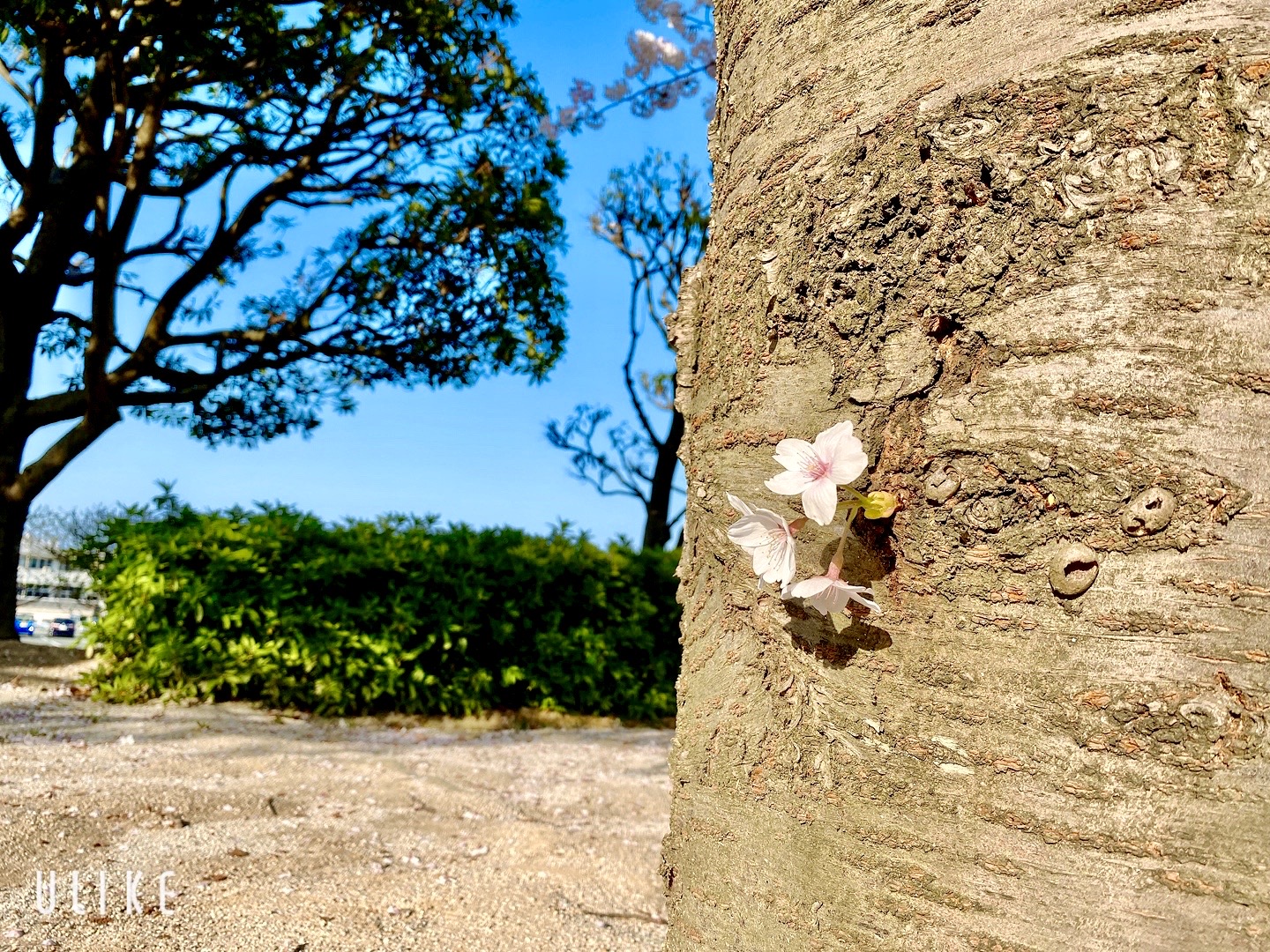 桜に癒されました