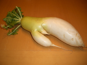 いびつな大根 ｗ（゜０゜）ｗ