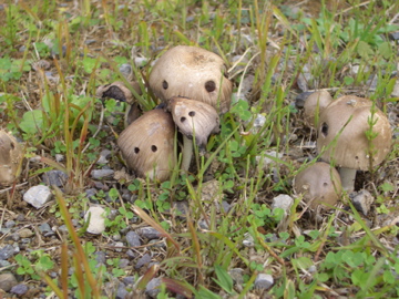 な、なんだっ！こいつはっ！！