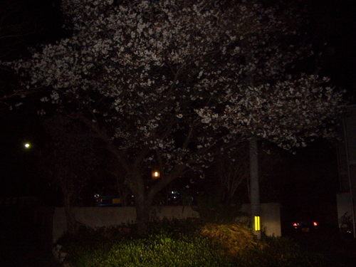 一足早い春を見つけた（＾＾）