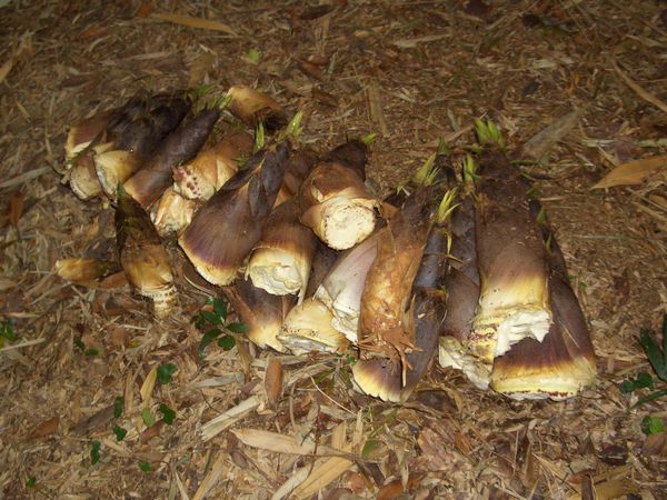 たけのこ掘り、たのしー！！　（> <）