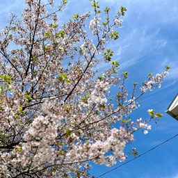 岡垣町の桜スポットです🌸🌱