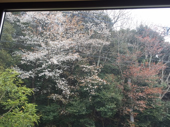 和室の窓から桜