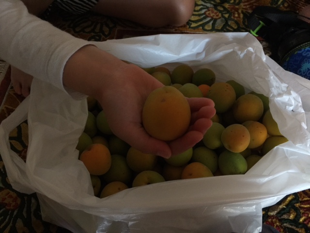 もぎたて新鮮な梅、いただきました。